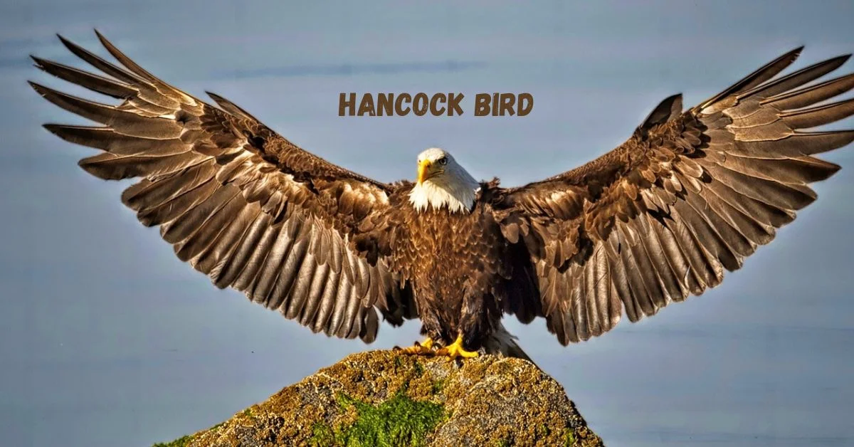 Hancock Bird