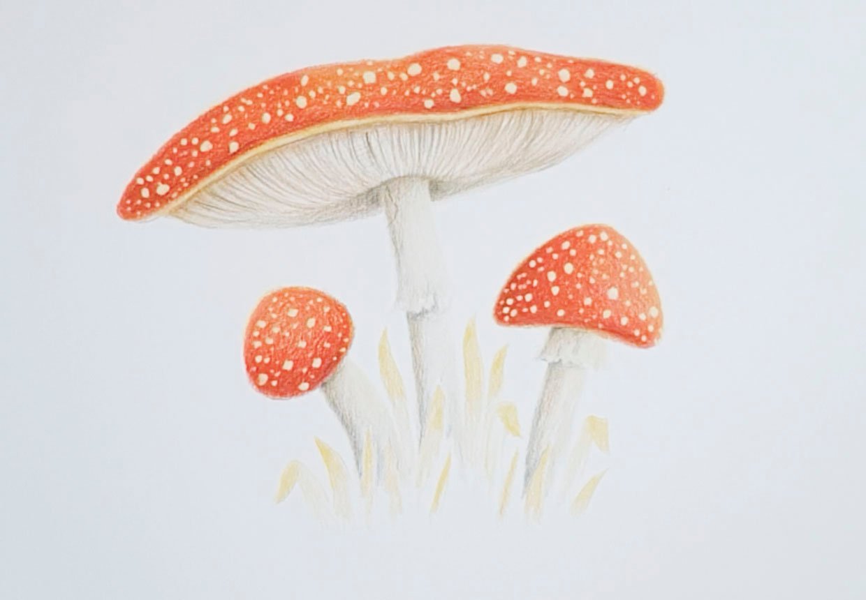 Drawing:plcxcsjeqpq= Mushroom