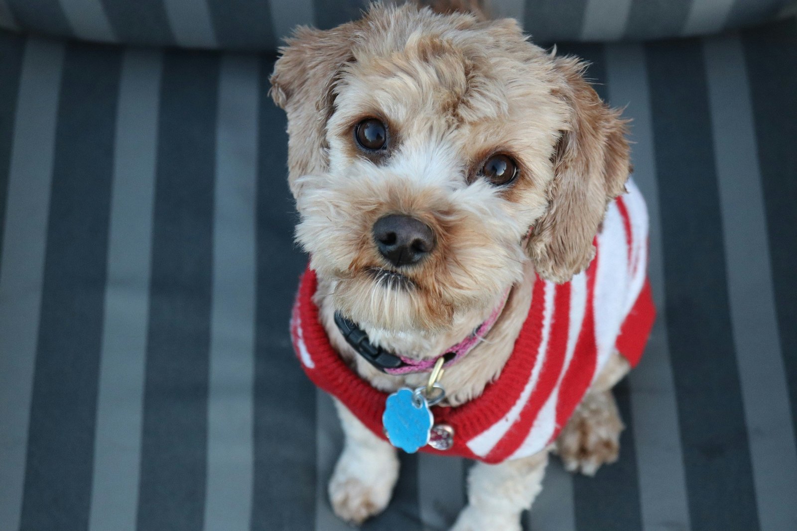 cavapoo puppies