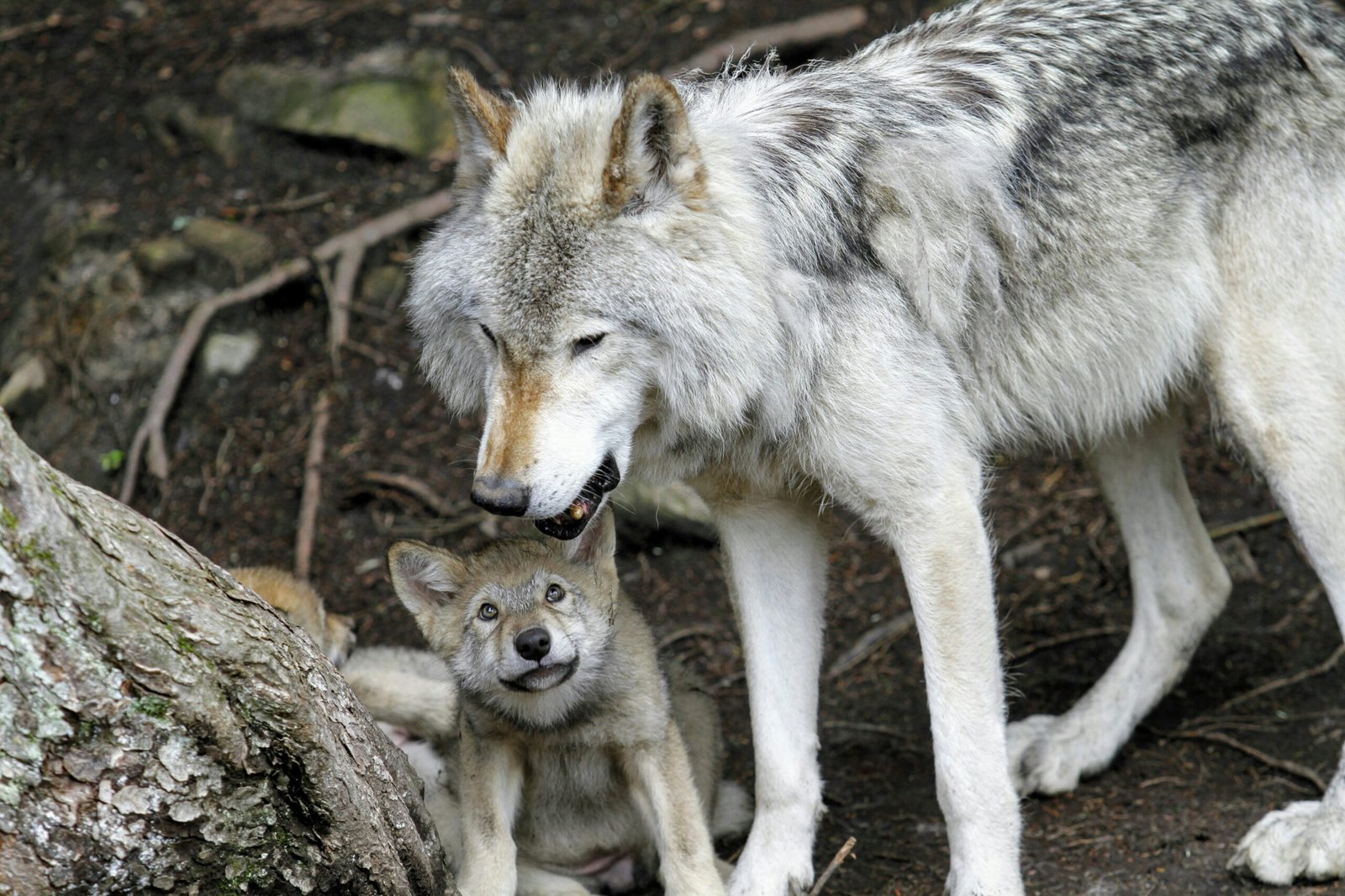 cute:gbsnjx528es= wolf